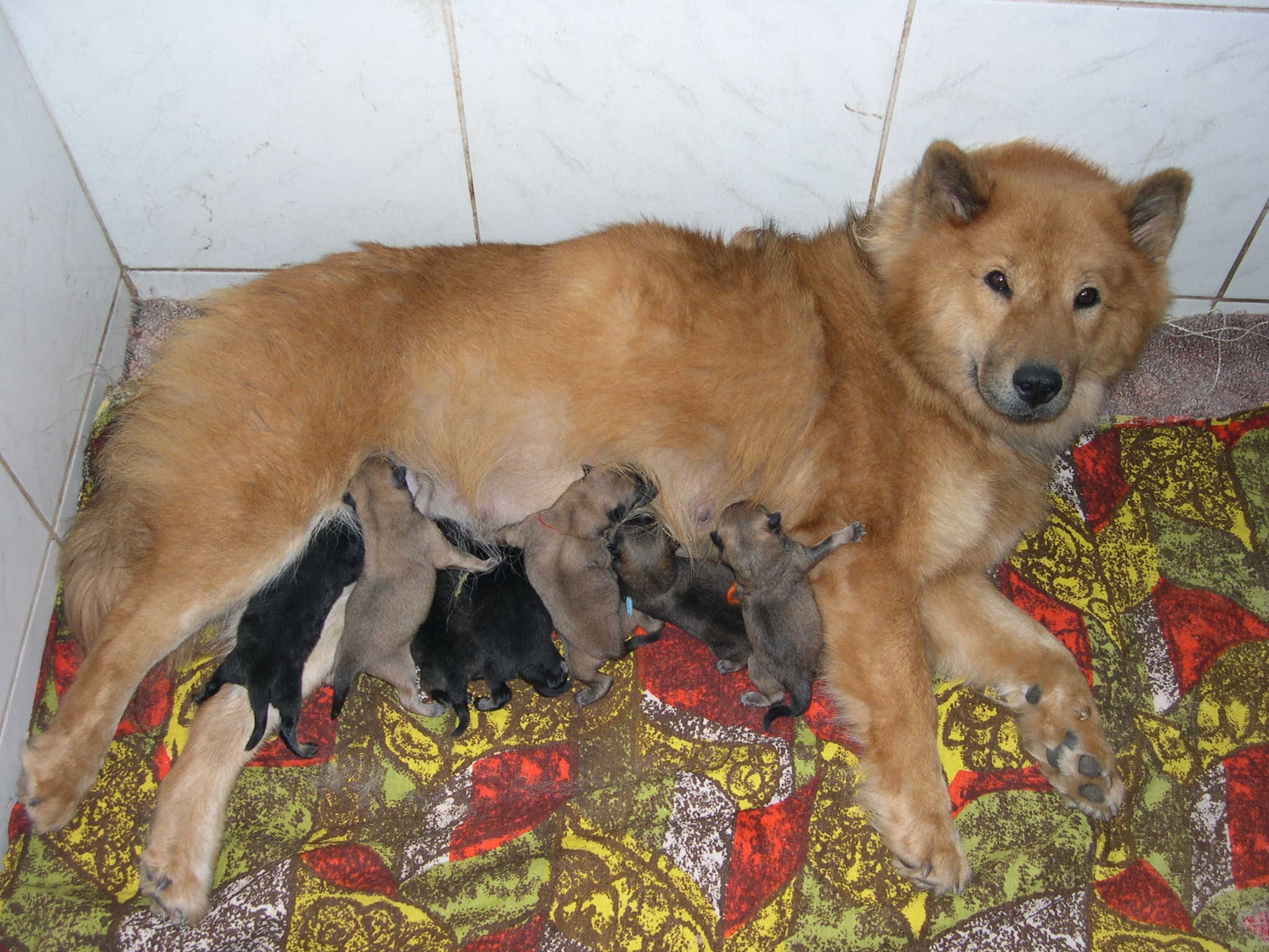 vrh D eurasier 2.JPG